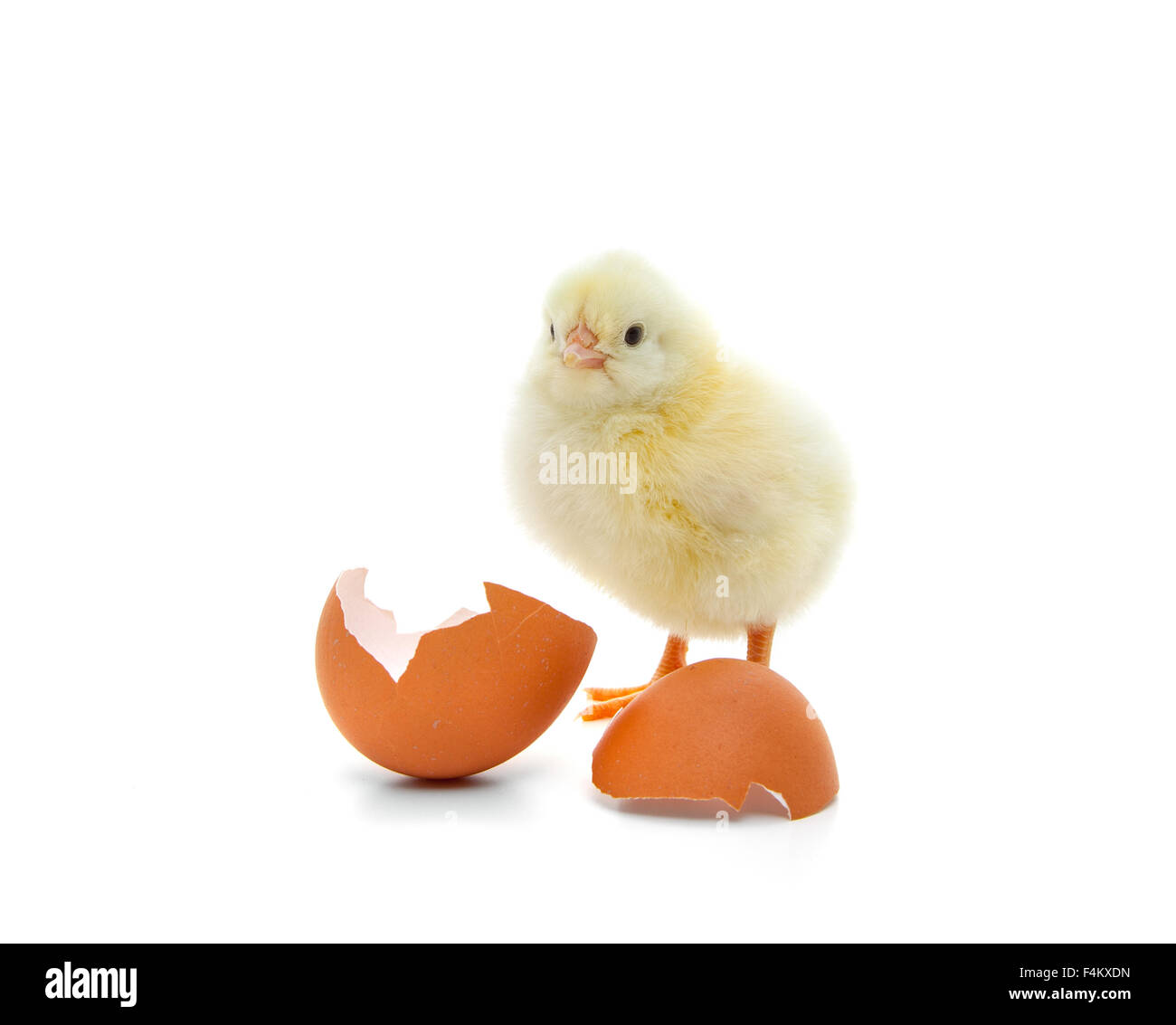 Cute little chick. All on white background Stock Photo - Alamy