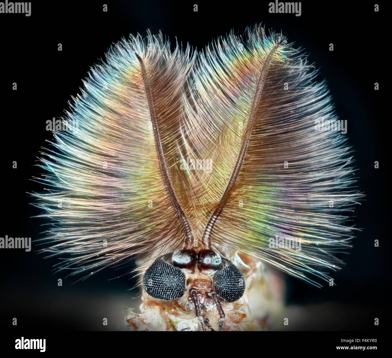 Midge face, compound eyes and  feathery (plumose) antennae high macro view, black background Stock Photo