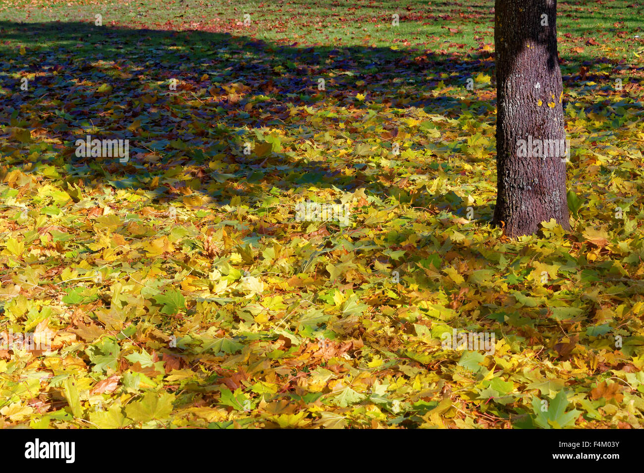Colorful maple leaves fallen to ground under maple trees in October. Stock Photo