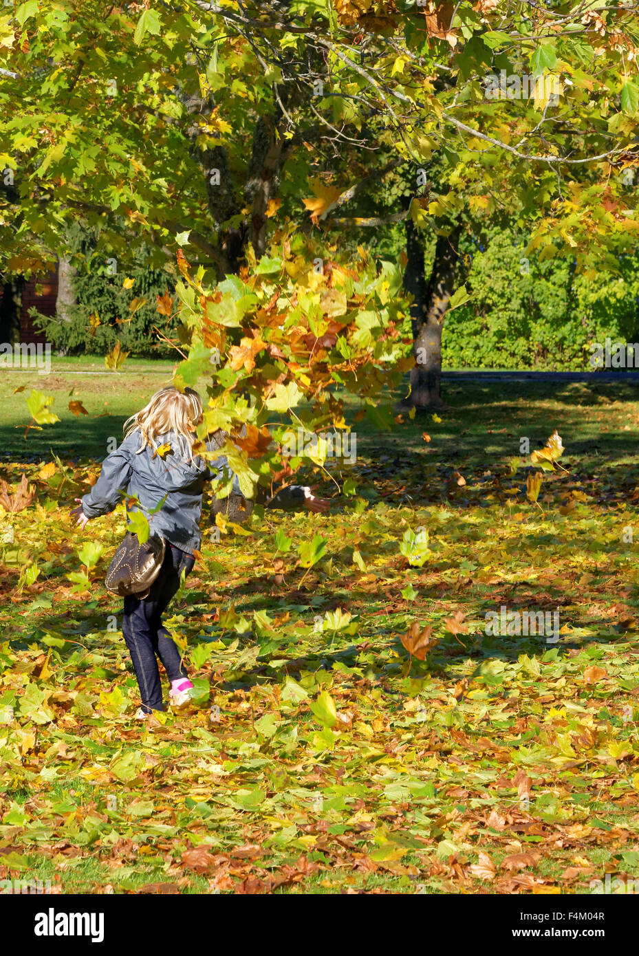 A child playing with colorful maple leaves fallen to ground in October ...