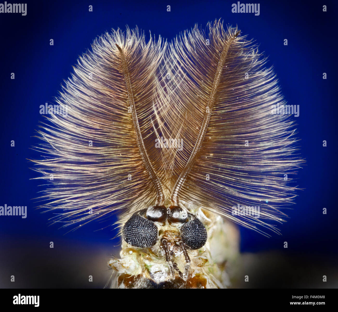 Midge face, compound eyes and  feathery (plumose) antennae high macro view, blue background Stock Photo