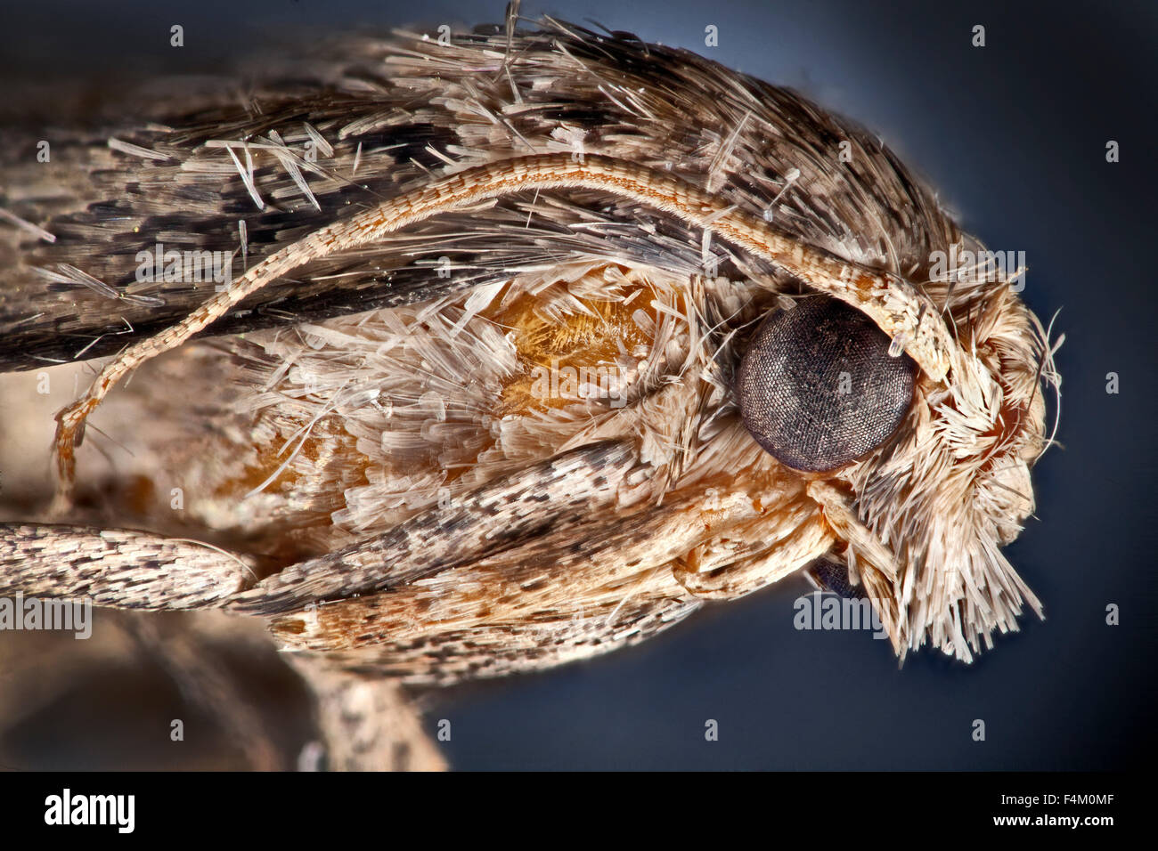 Clothes moth, Tineola bisselliella, high macro close-up of head, eyes, antennae Stock Photo