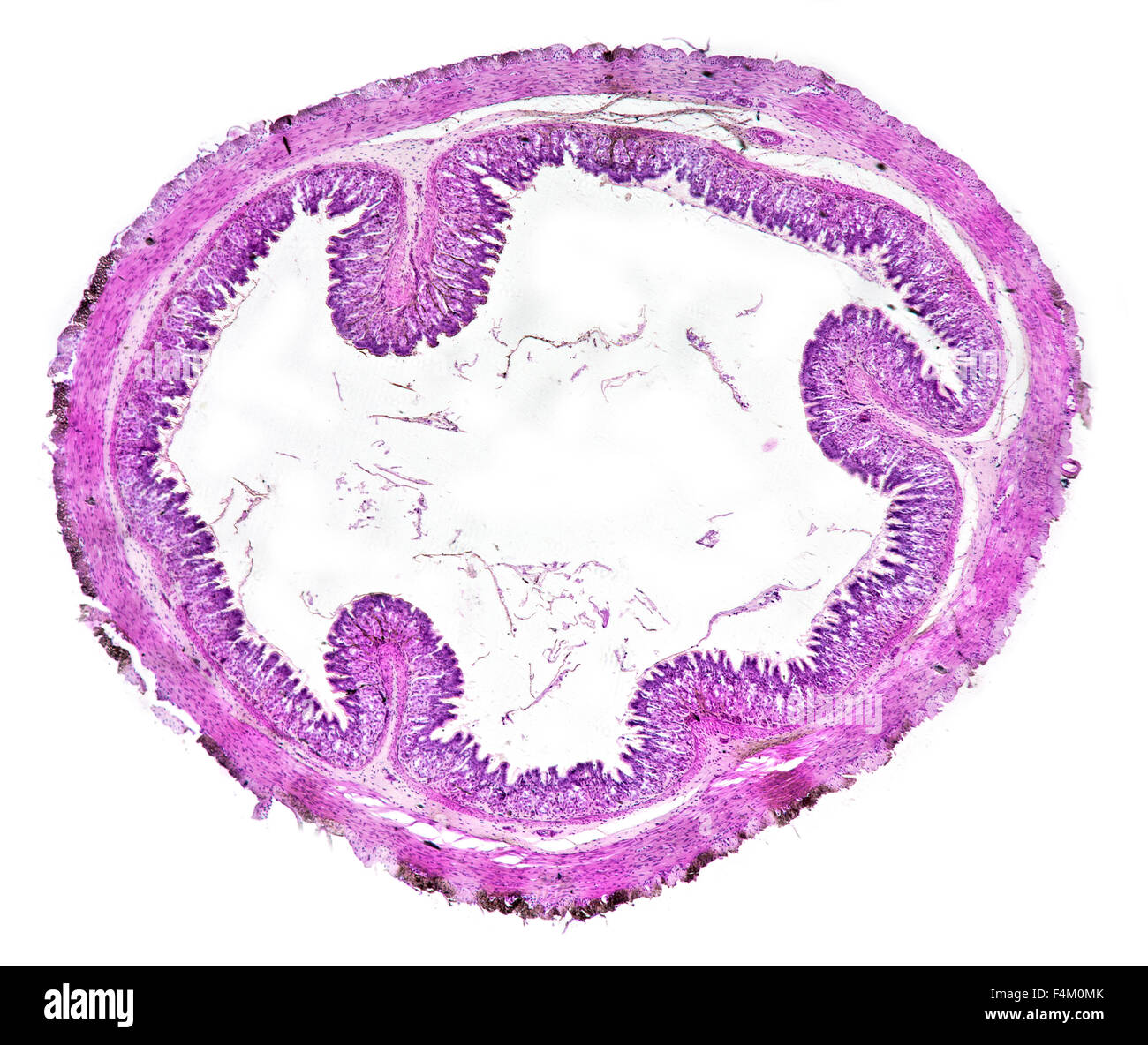 Common frog Rana temporaria stomach TS Stock Photo Alamy