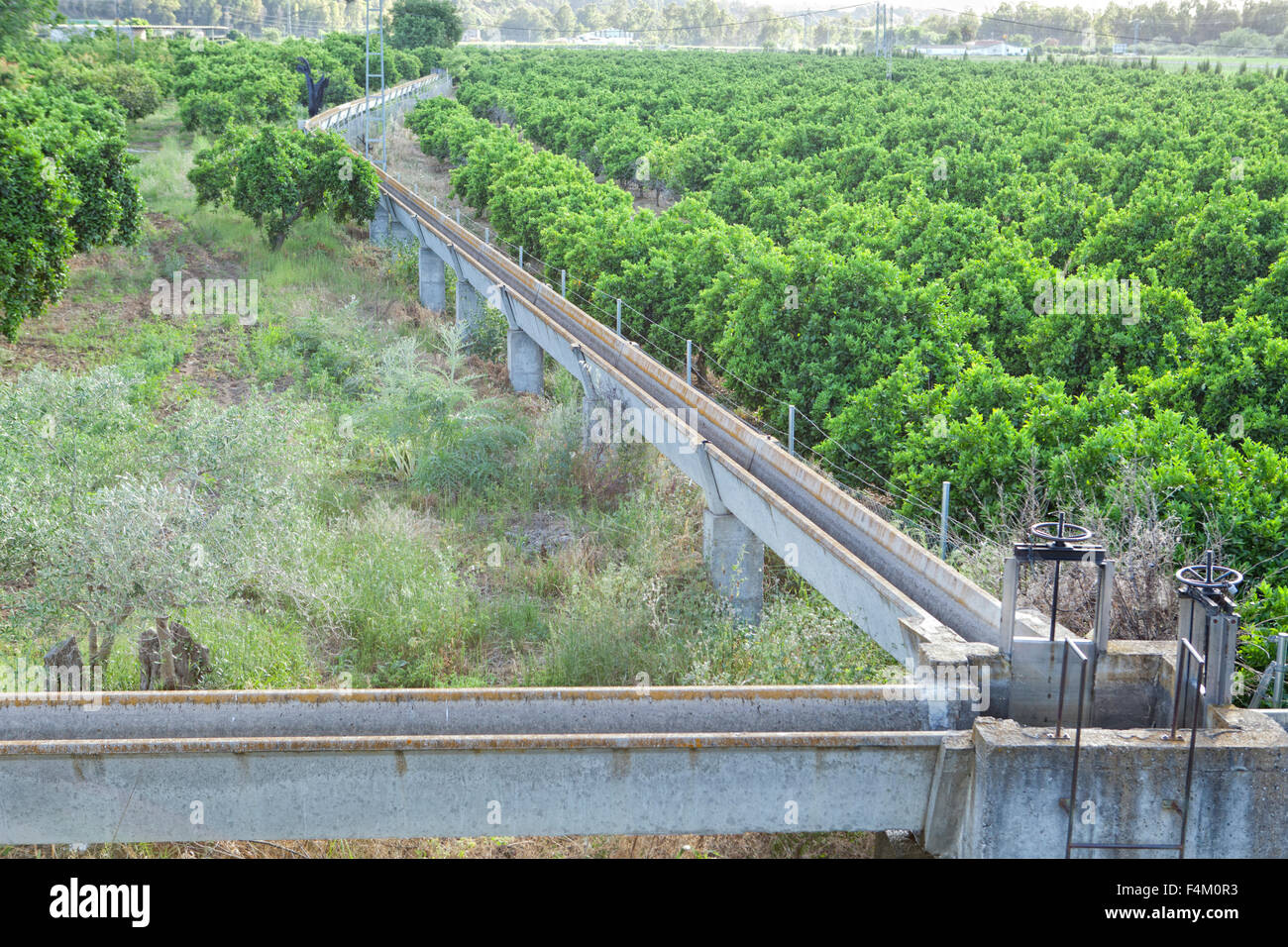 Orange trees plantation with irrigation canal at in Guadiana Meadows