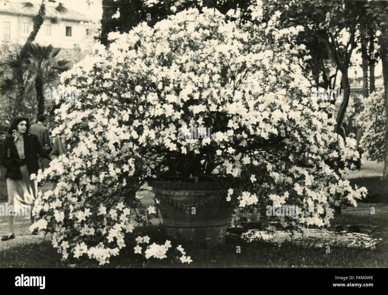 Huge flower pot Stock Photo Alamy