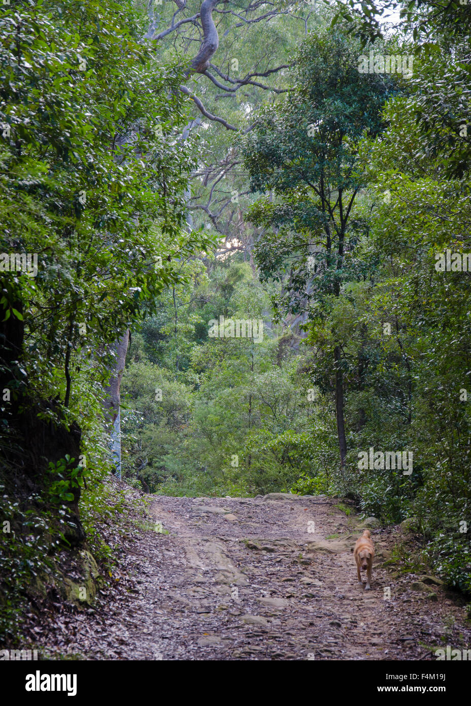 A dog walking on a bush trail in Sydney, Australia. Stock Photo