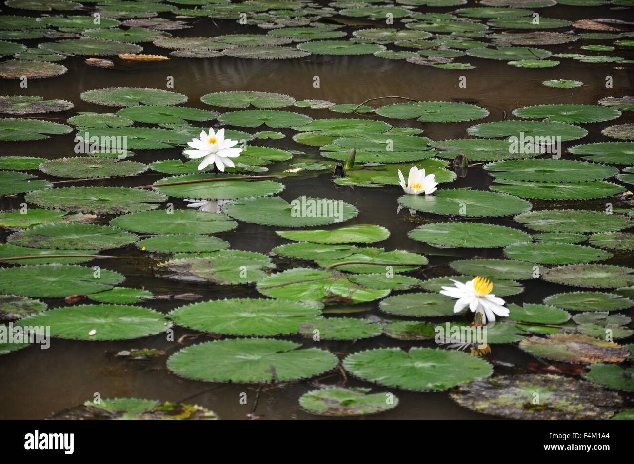 lotus pond in Kuala Lumpur Lake Garden Stock Photo