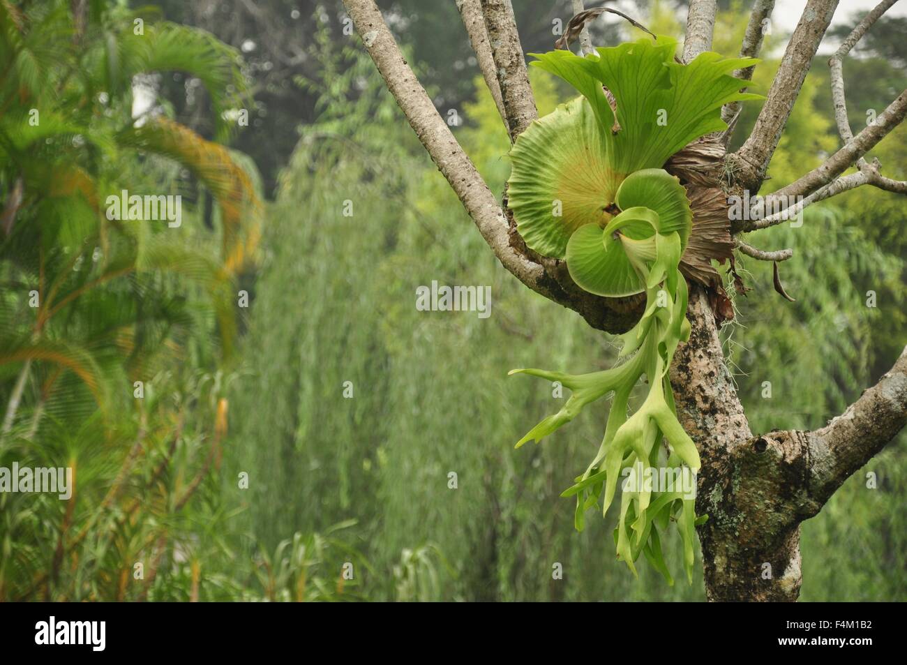 a parasite plant grows on another tree Stock Photo Alamy