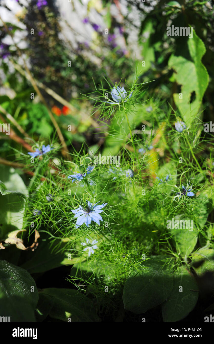 Love in the Mist blue flowers blooming in a British garden Stock Photo