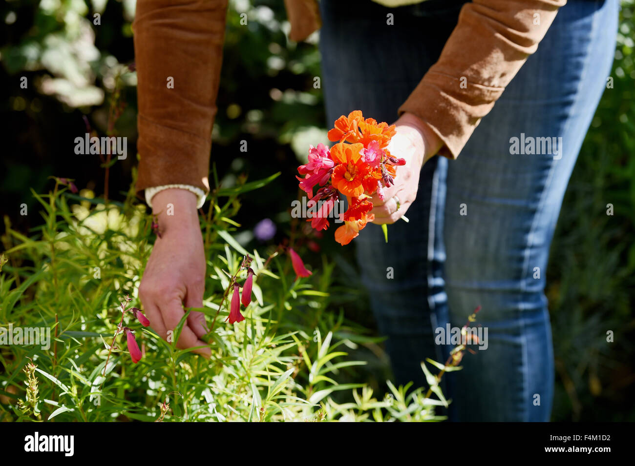 Woman picking nasturtium flowers to make floral Autumn posies Stock Photo