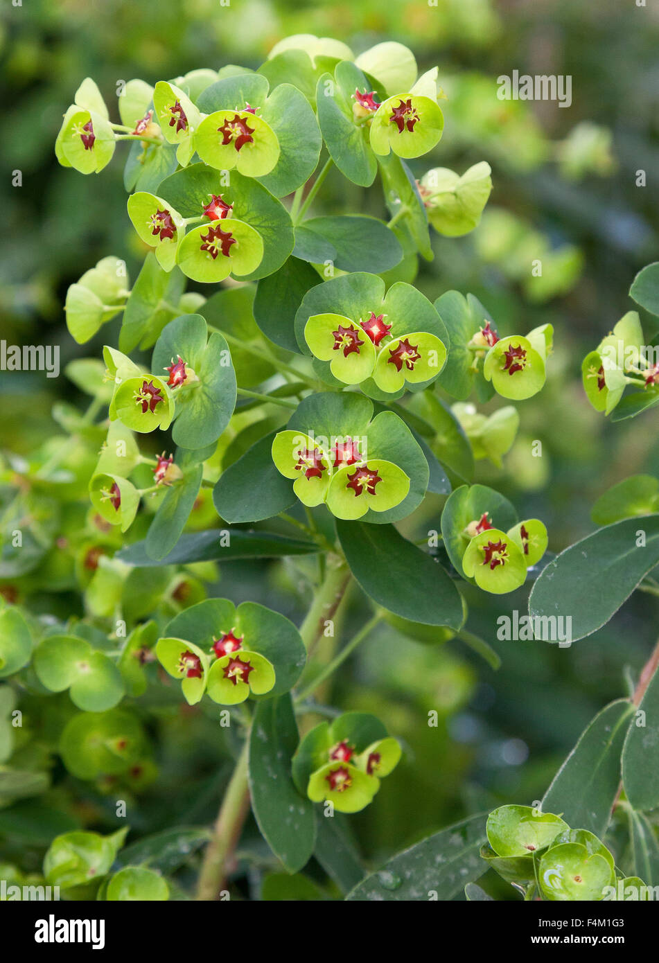 Euphorbia x martinii ‘Tiny Tim’ (spurge) tiny red flowers Stock Photo