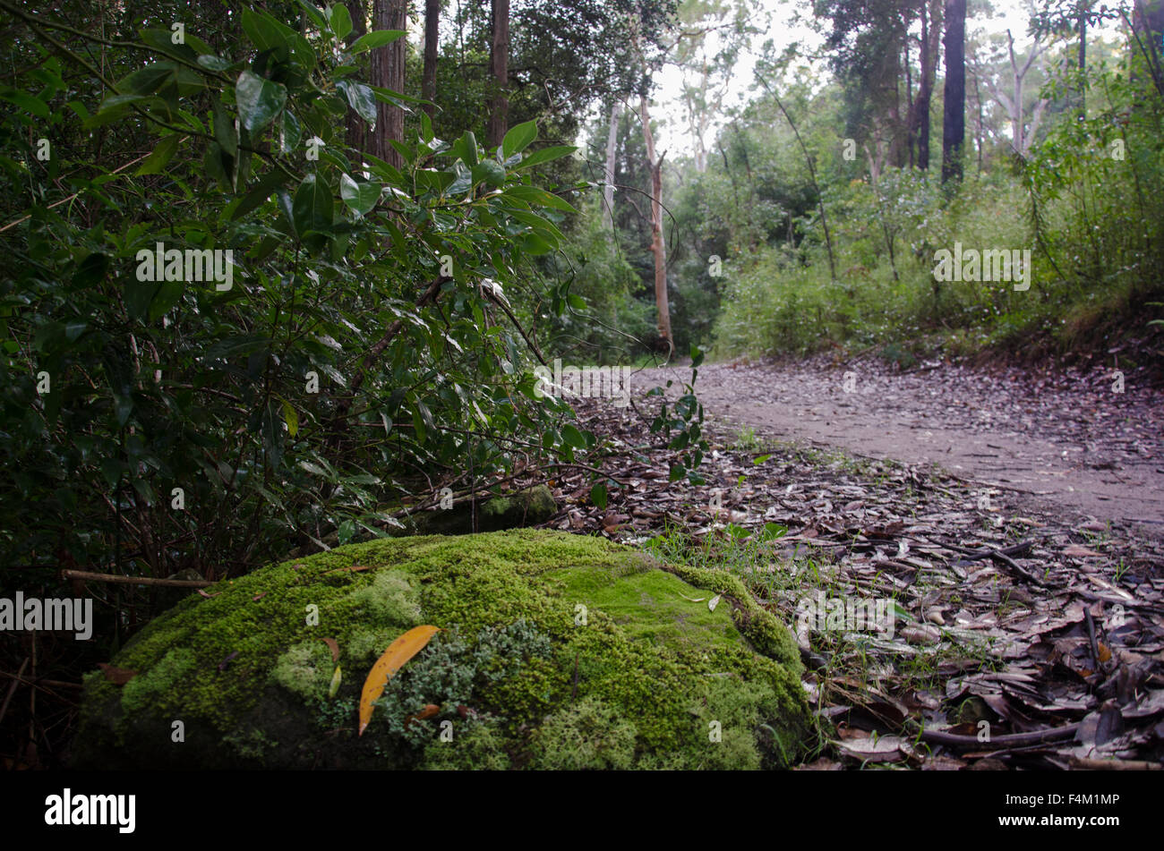 A mossy rock and fire trail bush track in northern Sydney bush land in New South Wales, Australia Stock Photo
