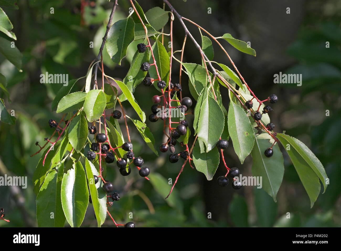 American Bird Cherry, Black Cherry, fruit, Späte Traubenkirsche, Früchte, Trauben-Kirsche, Prunus serotina, Cerisier tardif Stock Photo