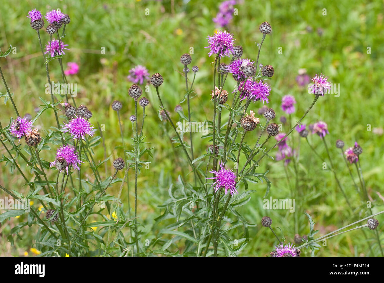 Greater Knapweed, Skabiosen-Flockenblume, Fritschs Flockenblume, Centaurea scabiosa fritschii, Centaurea grinensis fritschii Stock Photo