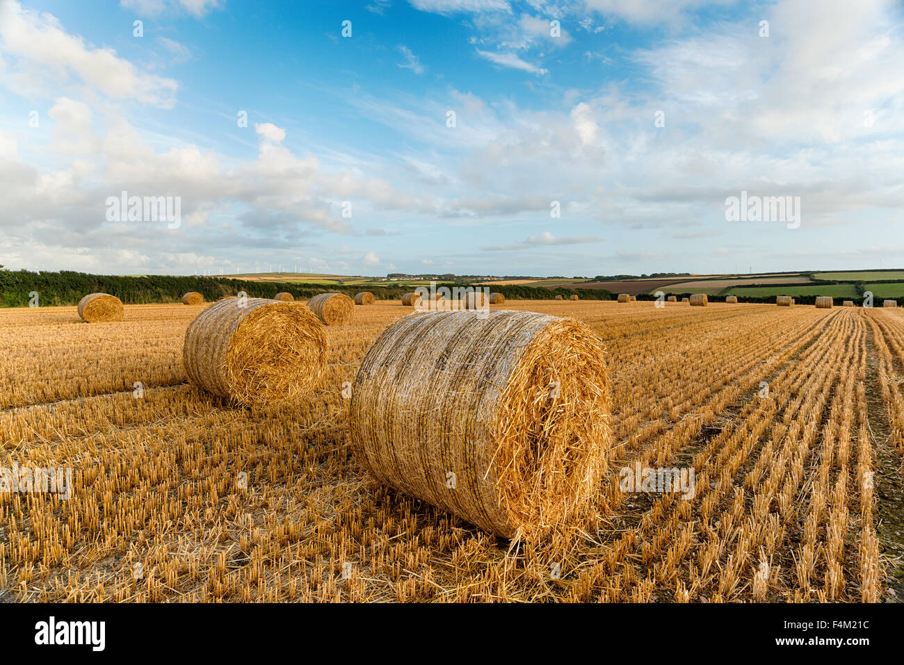 Golden bales of hay in a field near Padstow in Cornwall Stock Photo