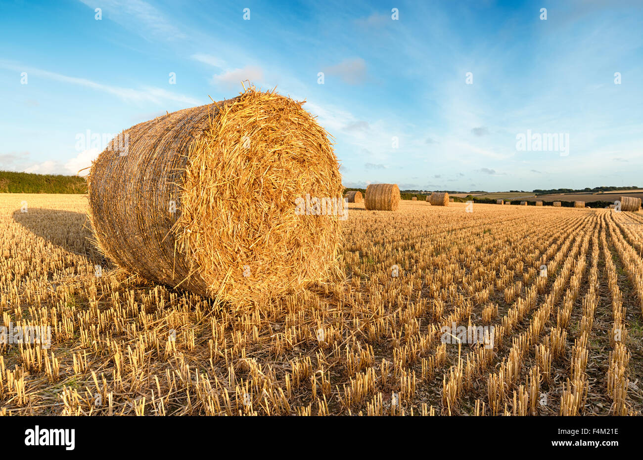 Hay bales at harvest time in a field near padstow in Cornwall Stock Photo