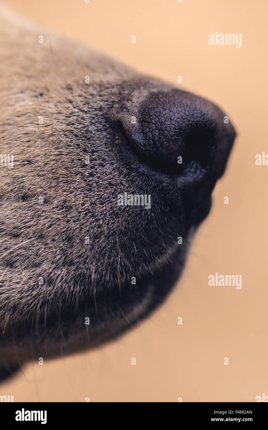 Labrador retriever dog nose, close up image with selective focus Stock Photo