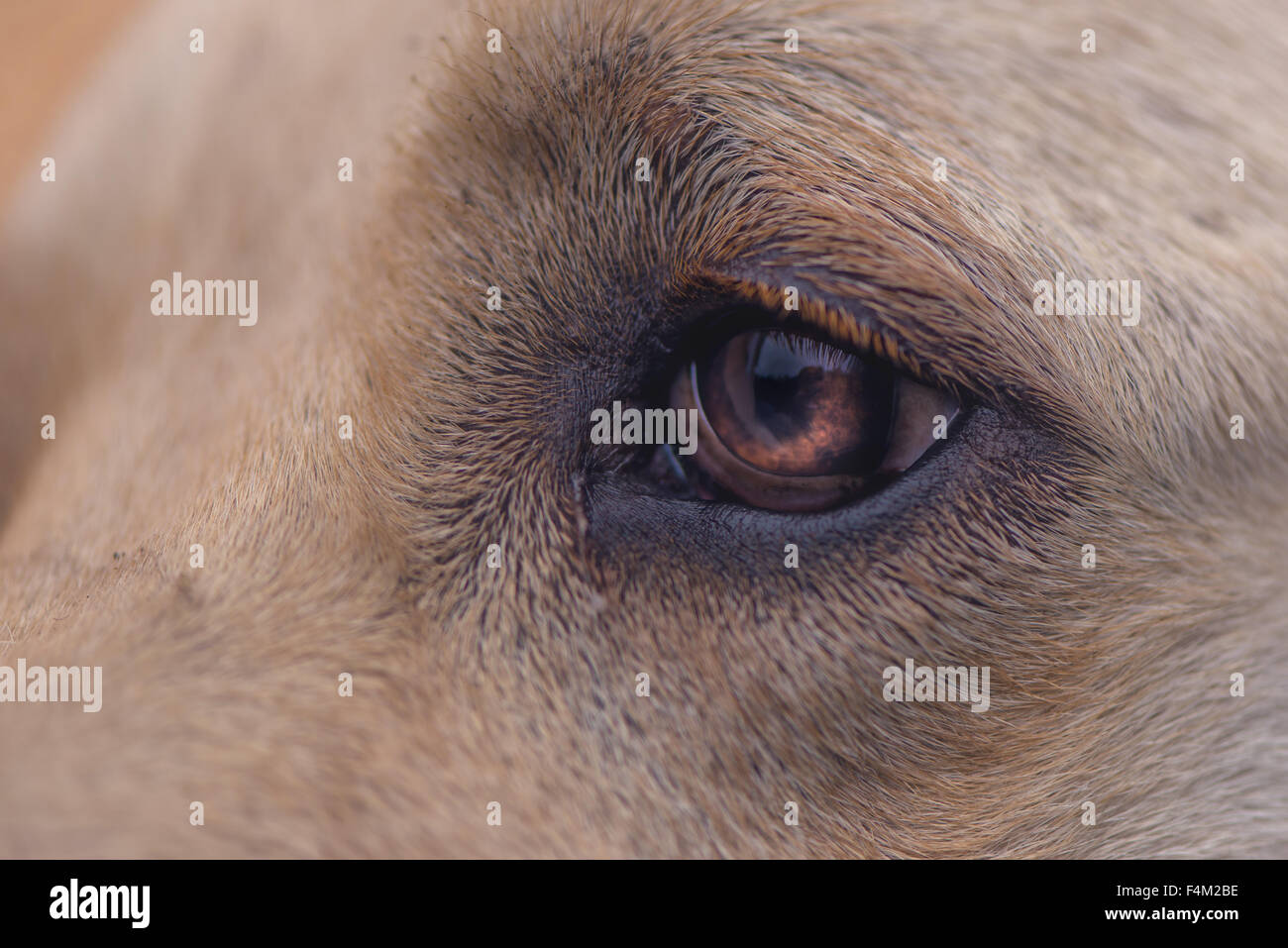 Close up of labrador retriever dog eye, selective focus with shallow depth of field Stock Photo