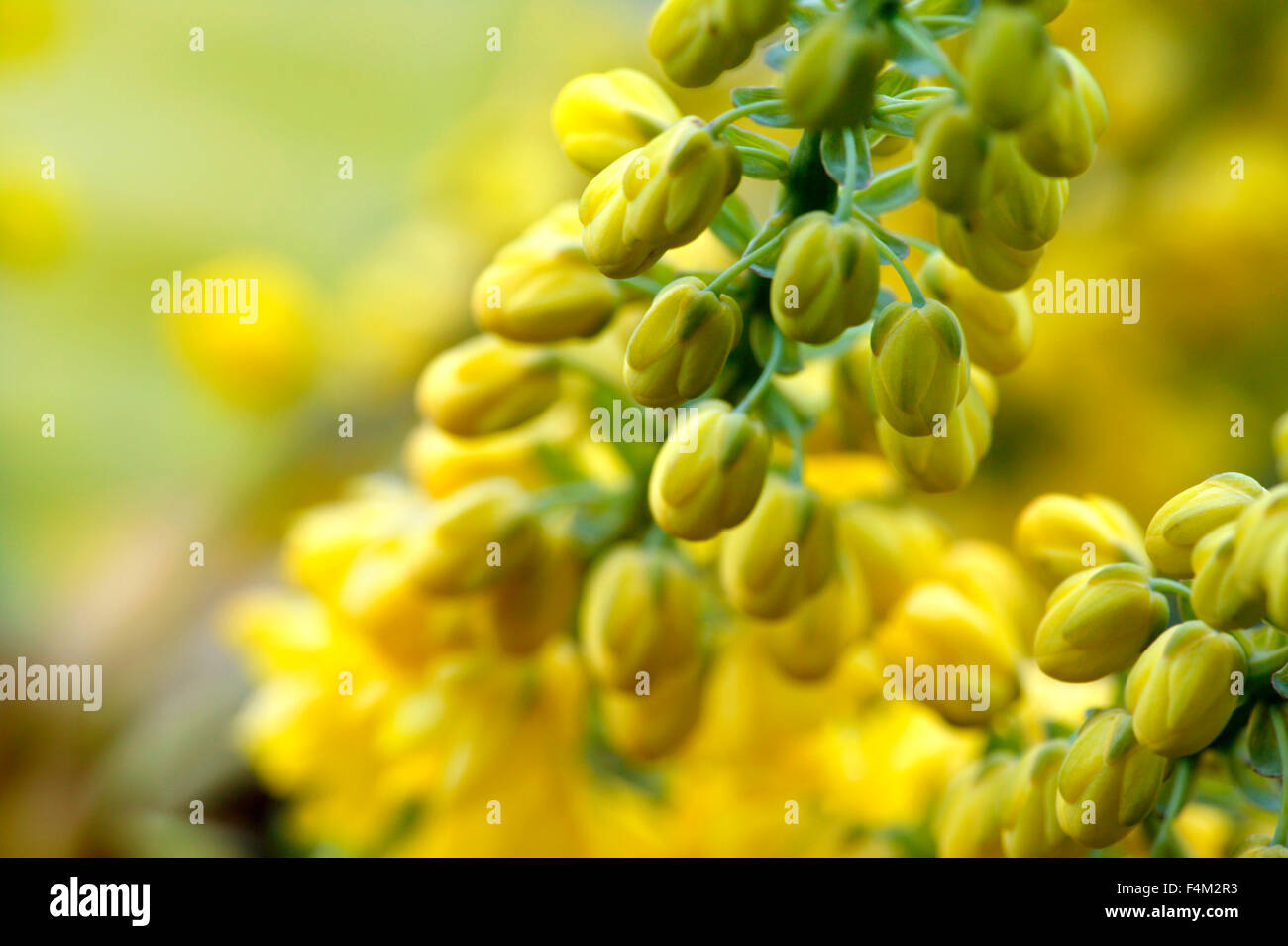 Mahonia x Media 'Charity' (Oregan grape)  Close up of yellow flowers in winter  December  Gloucestershire UK Stock Photo