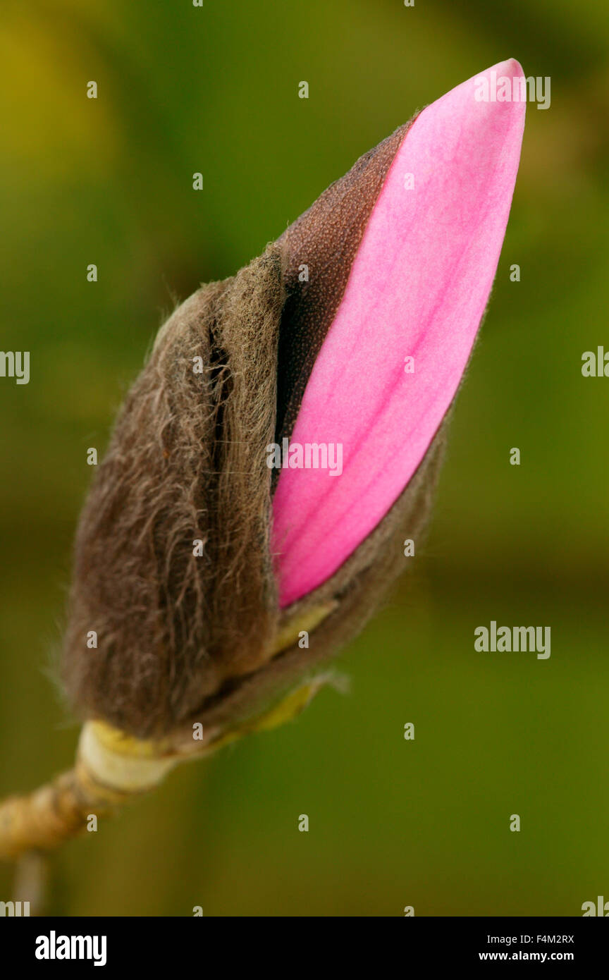 Magnolia 'Caerhays Belle'. Close up of opening bud. March. Gloucestershire UK. Stock Photo