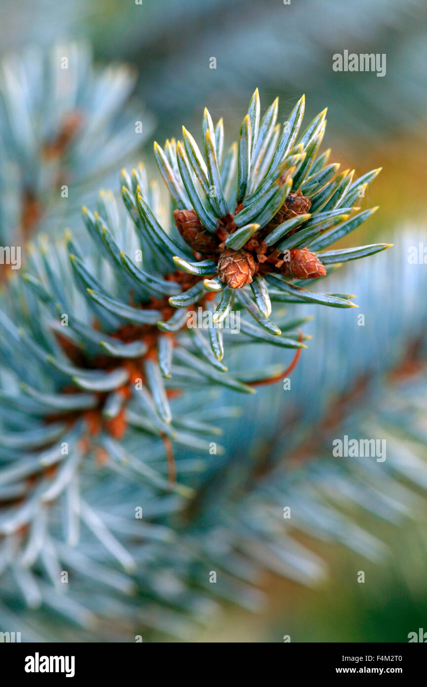 Picea Pungens 'Koster'. (Colorado Spruce) Close up of branch. December. Gloucestershire UK. Stock Photo