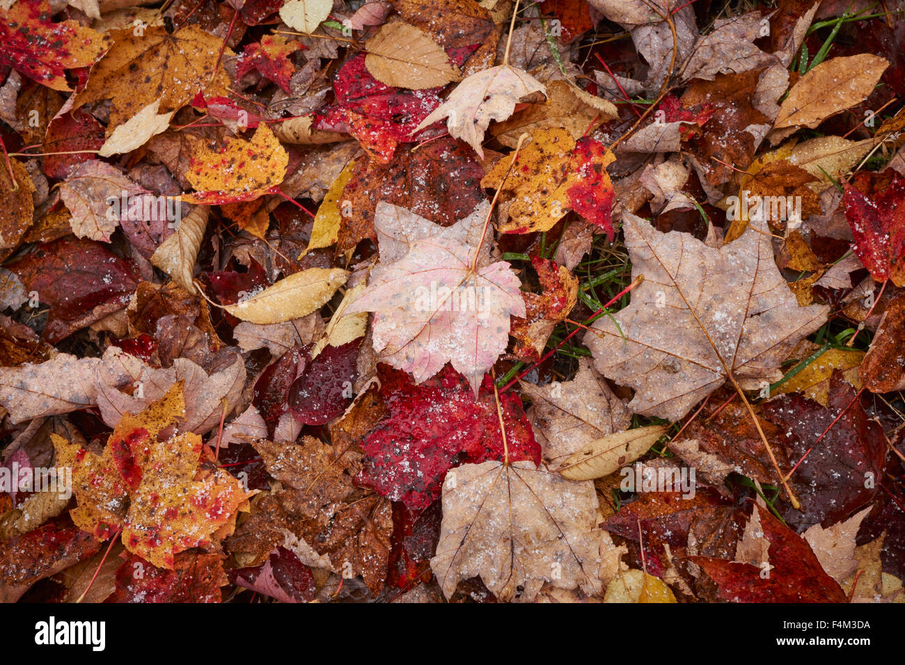 fallen autumn leaves, Loyalsock State Forest, Lycoming County, Pennsylvania, USA Stock Photo
