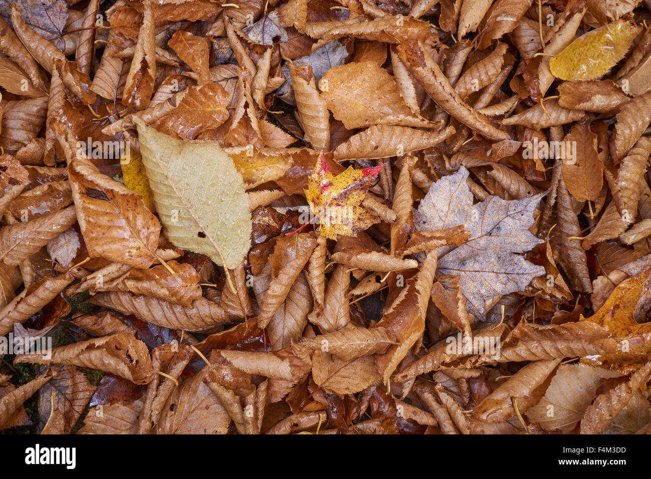 fallen autumn leaves, Loyalsock State Forest, Lycoming County, Pennsylvania, USA Stock Photo