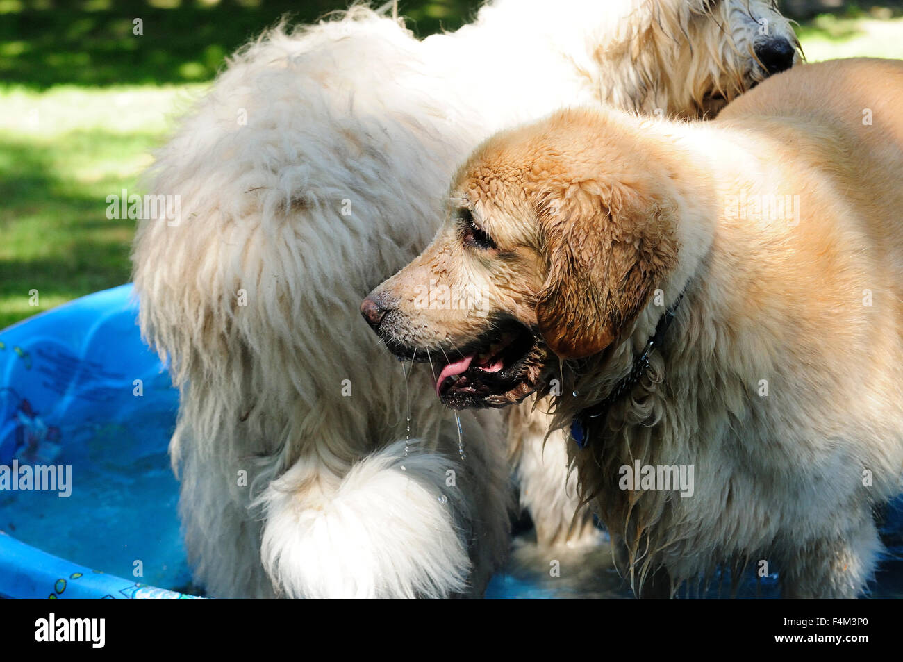 Dog / Dogs playing in backyard swimming pool Stock Photo - Alamy