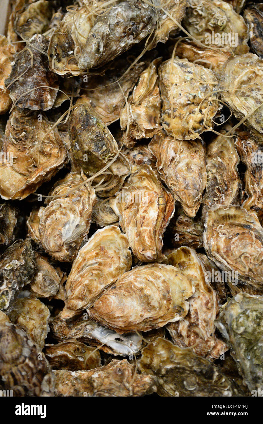 Pile of oysters Stock Photo