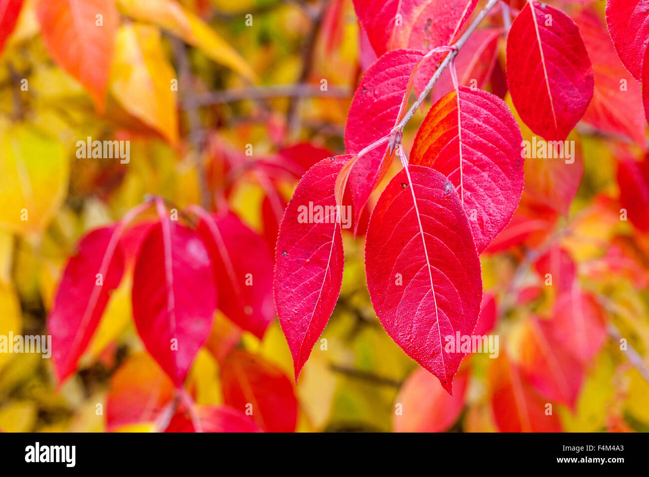 Viburnum prunifolium red autumn leaves Smooth Blackhaw shrub Autumnal colouring foliage Coloring autumn Stock Photo
