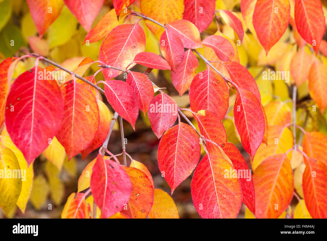 Viburnum red autumn leaves background changing colours - to yellow Stock Photo