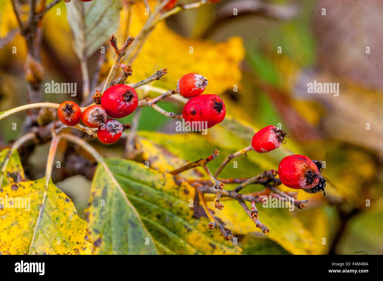 Sorbus aria, Common Whitebeam, autumn berries Stock Photo