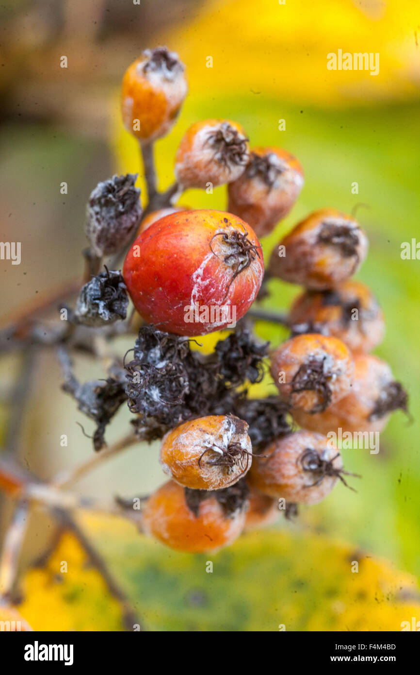 Sorbus aria, Common Whitebeam, autumn berries Stock Photo