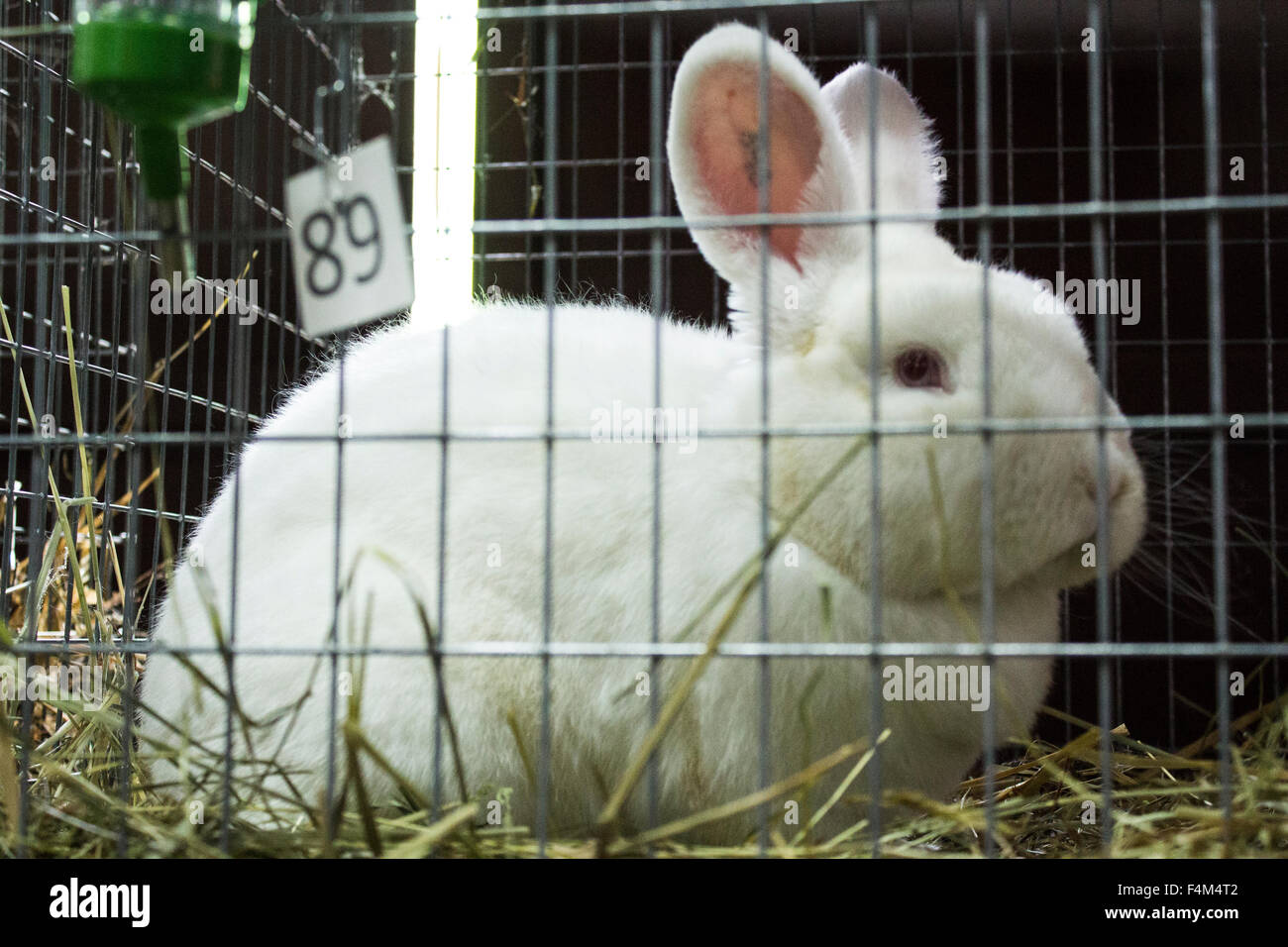 White rabbit in cage hi-res stock photography and images - Alamy