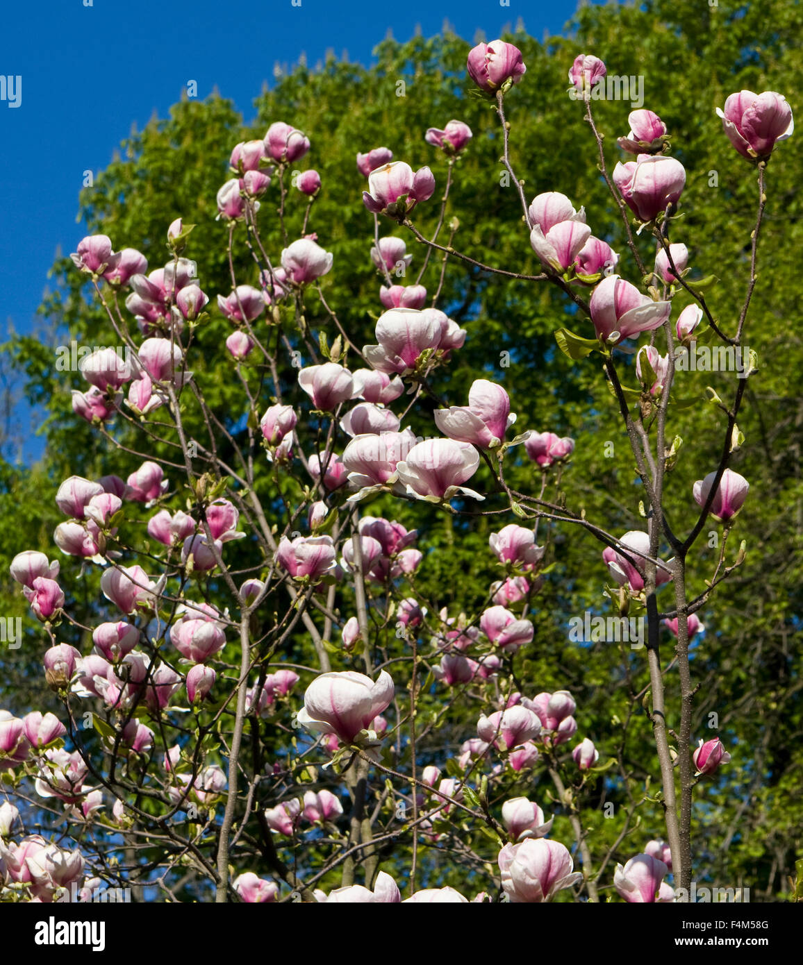 Branches of magnolia tree with pink flowers Stock Photo - Alamy