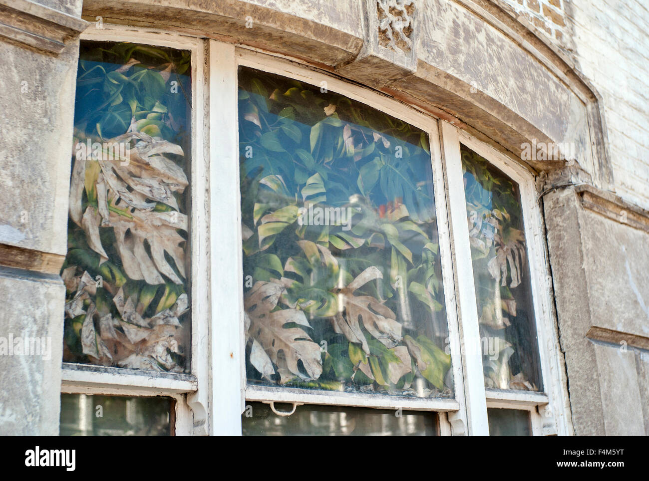 overgrown house plants filling house window blocking out light Stock Photo