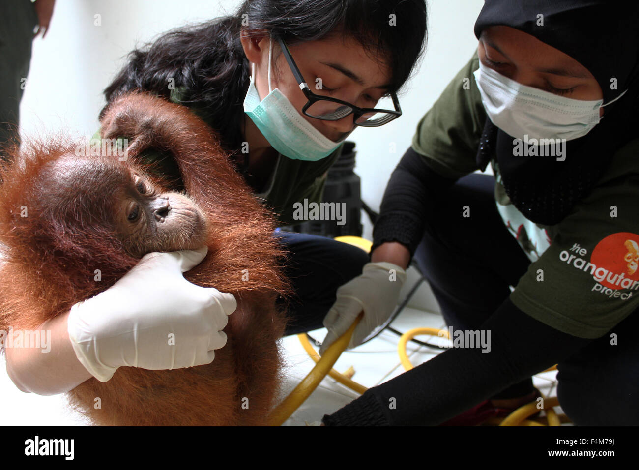 Back of baby orangutan hires stock photography and images Alamy