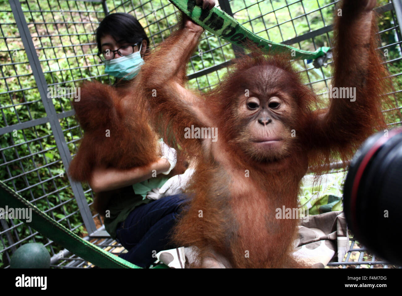 Back of baby orangutan hires stock photography and images Alamy