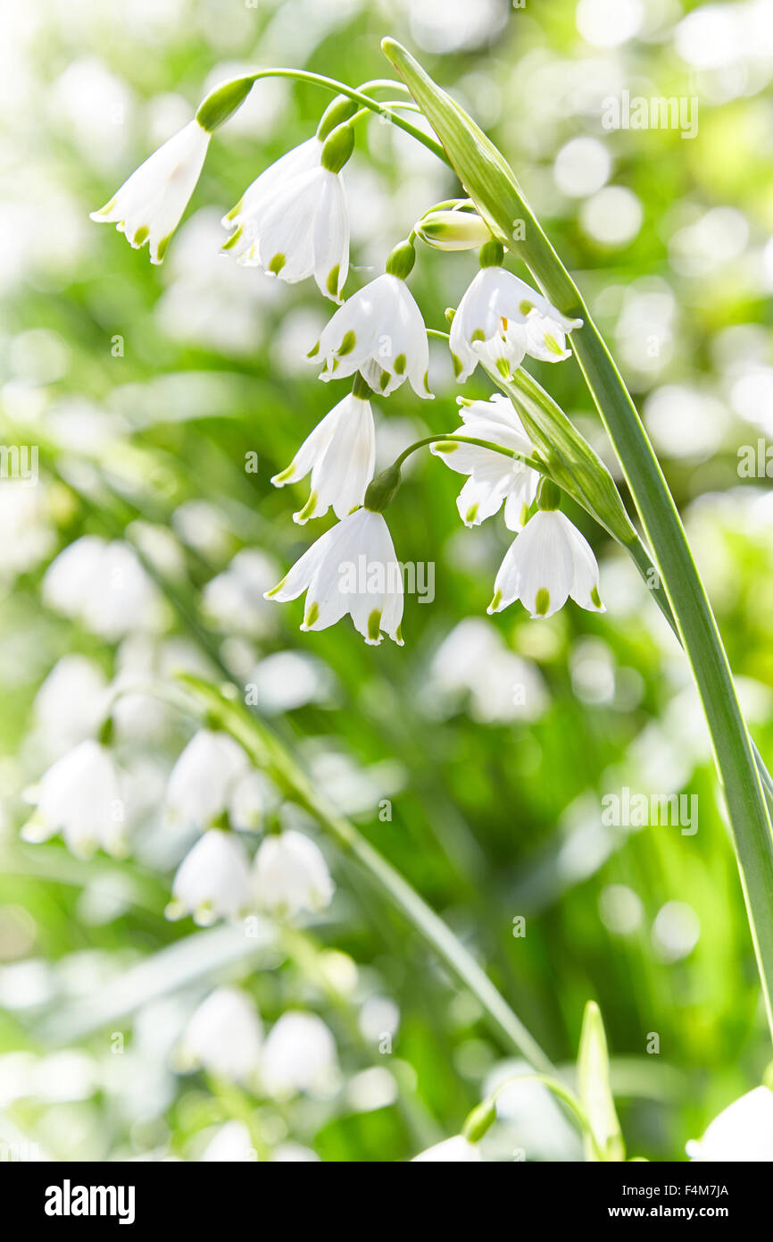 Three cornered Garlic (Leek) ( Allium triquetrum ) flower heads in spring, UK Stock Photo
