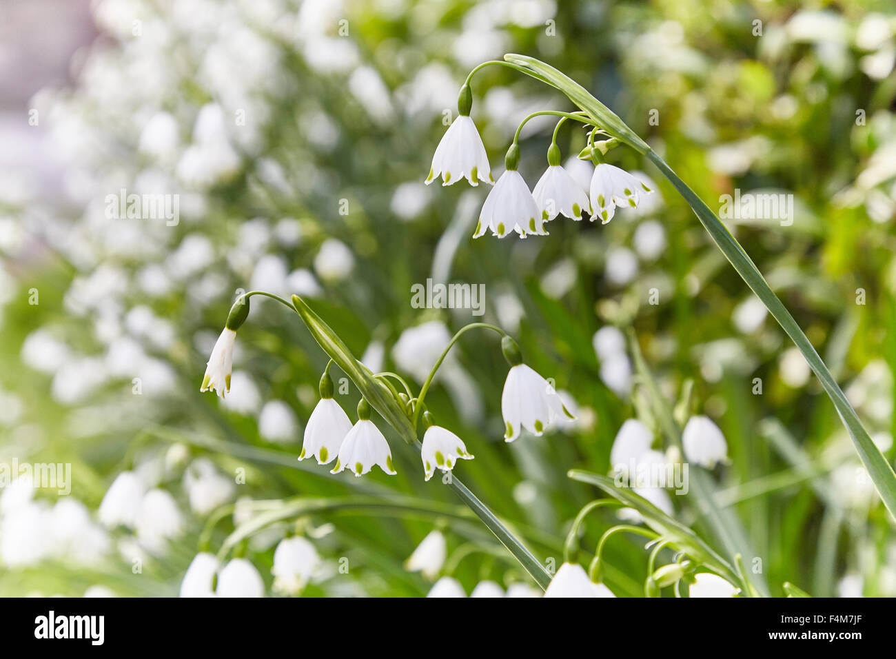 Three cornered Garlic (Leek) ( Allium triquetrum ) flower heads in spring, UK Stock Photo