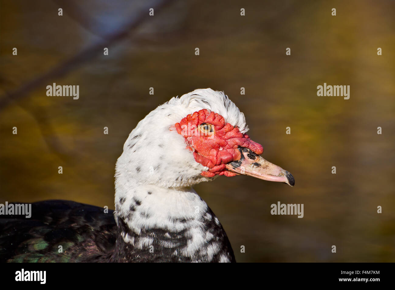 A closeup of the Muscovy Duck's unique face. Stock Photo