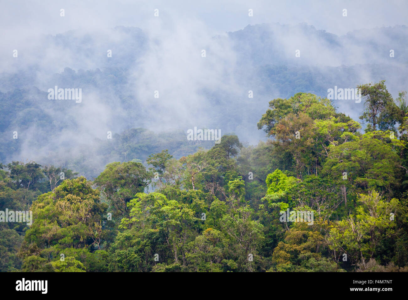 Premontane humid tropical rainforest in Burbayar nature reserve, Panama province, Republic of Panama. Stock Photo