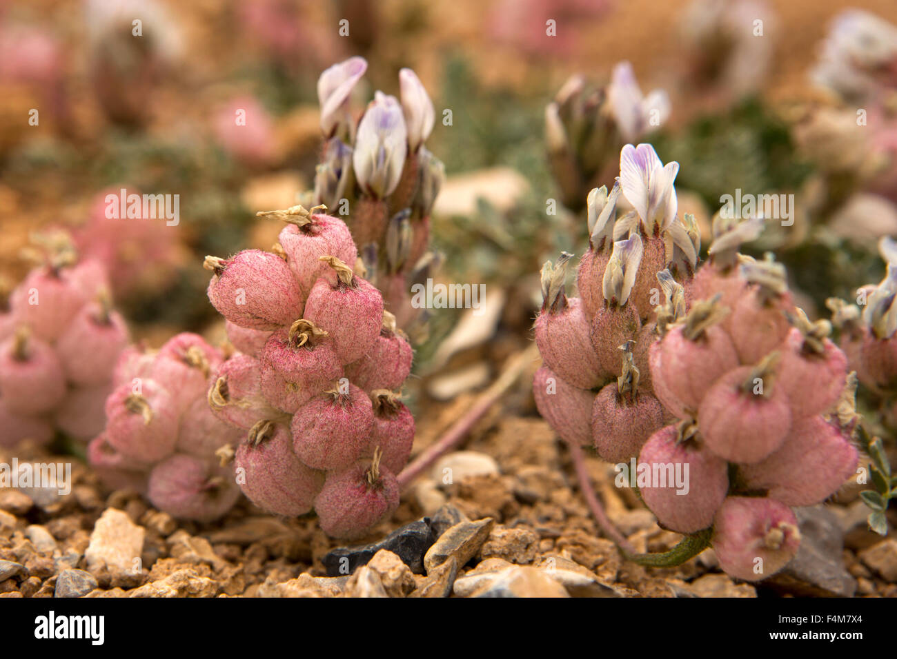 India, Jammu & Kashmir, Ladakh, Changtang, flora, tiny purple and white wild flowers emerging from pink balls Stock Photo