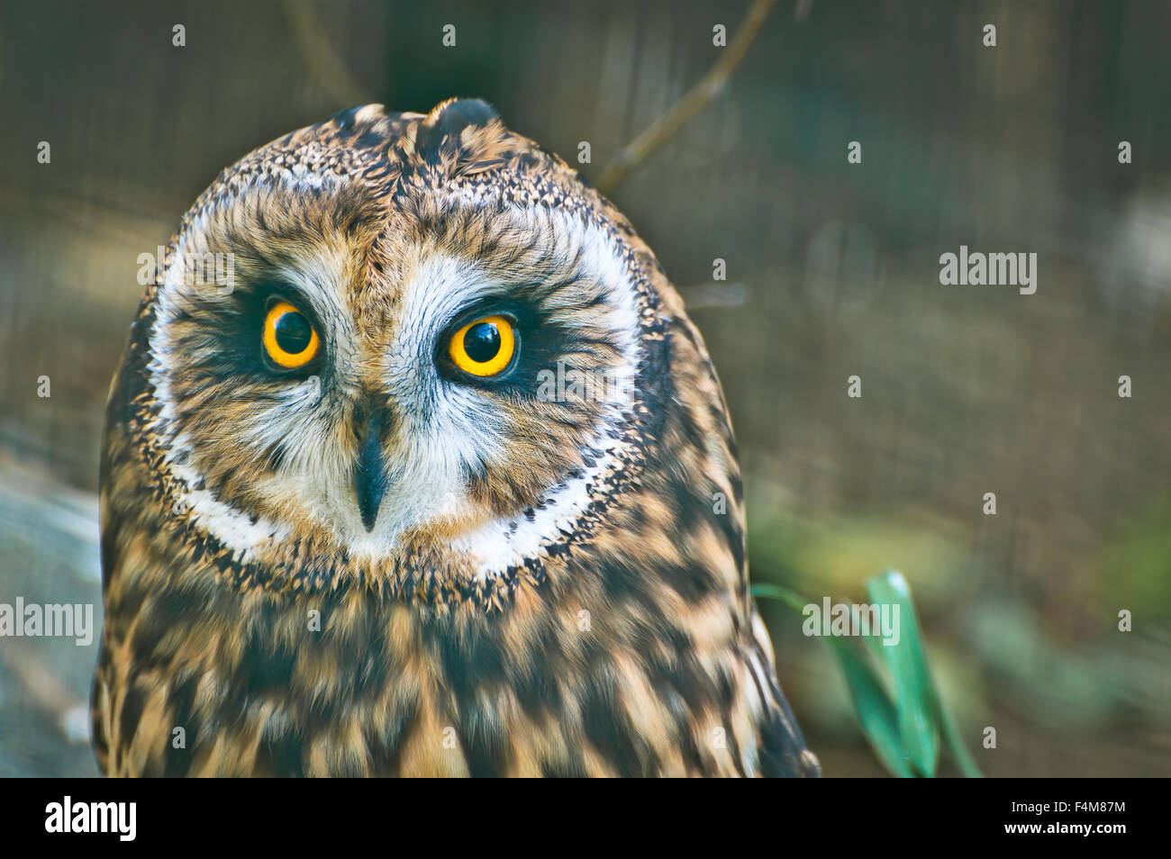 The Short Eared Owl is one of the most common owls in North America