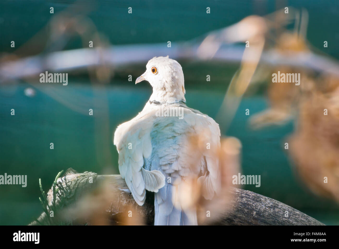 Ring neck dove hi-res stock photography and images - Alamy