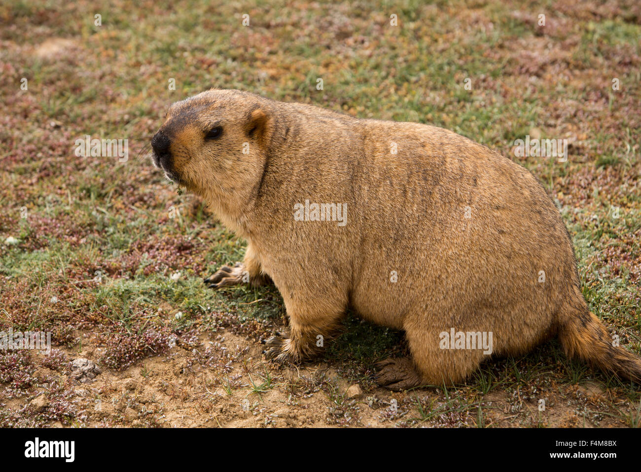 India, Himachal Pradesh, Sarchu, wildlife, Himalayan Marmot, Marmota himalayana Stock Photo - Alamy India, Himachal Pradesh, Sarchu, wildlife, Himalayan Marmot, Marmota himalayana Stock Photo - Alamy
