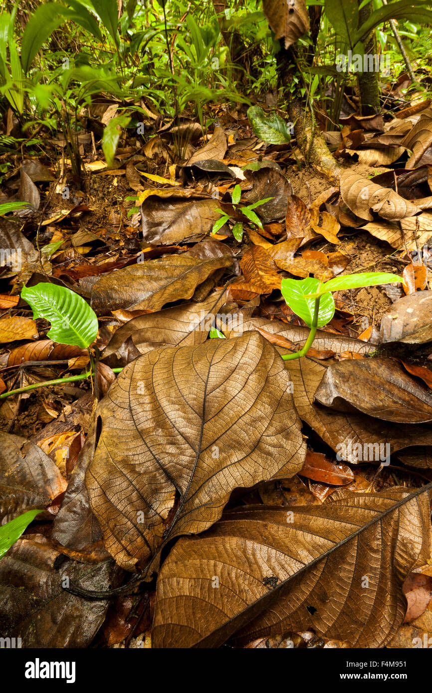 Rainforest floor at Burbayar nature reserve, Republic of Panama. Stock Photo