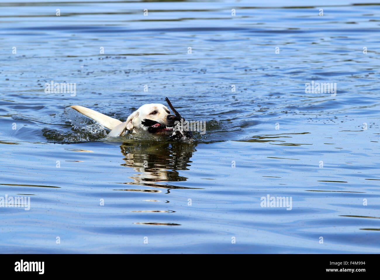 a yellow Labrador retriever dashes back to the hunter after retrieving a duck Stock Photo