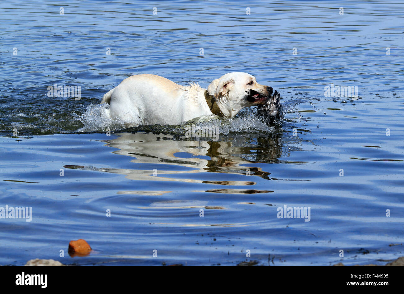 a yellow Labrador retriever retrieving a duck Stock Photo
