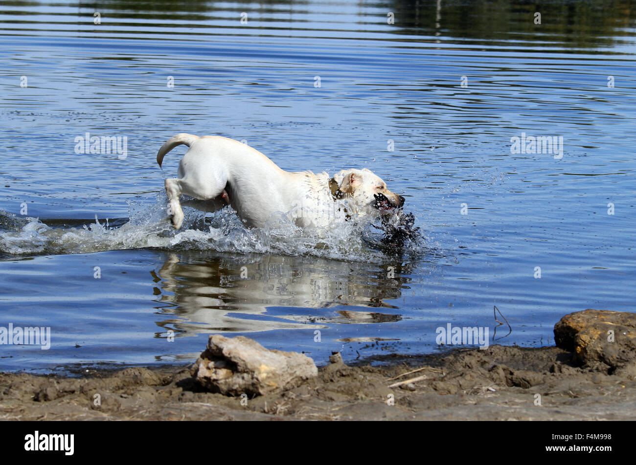 yellow Labrador retriever retrieving a duck in the pond Stock Photo